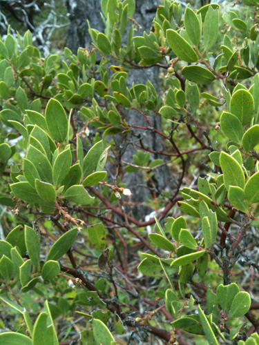 Howell's Manzanita (Arctostaphylos hispidula) · iNaturalist