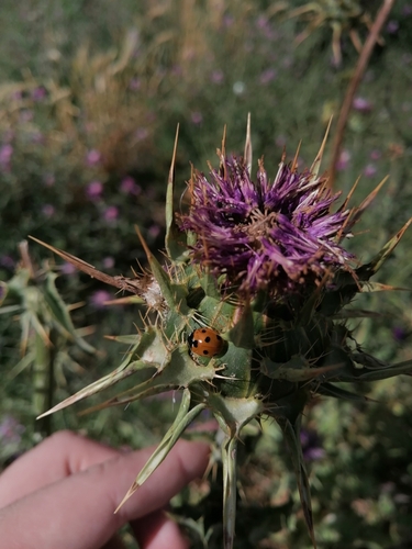 Algerian Seven-spotted Lady Beetle