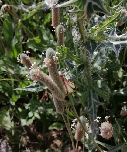 Hare's-foot Plantain