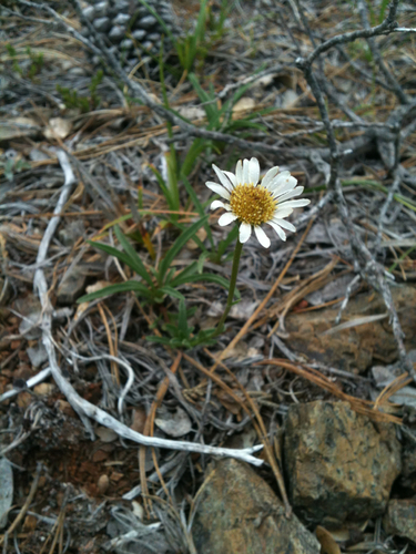 Stansell's fleabane (Erigeron stanselliae)