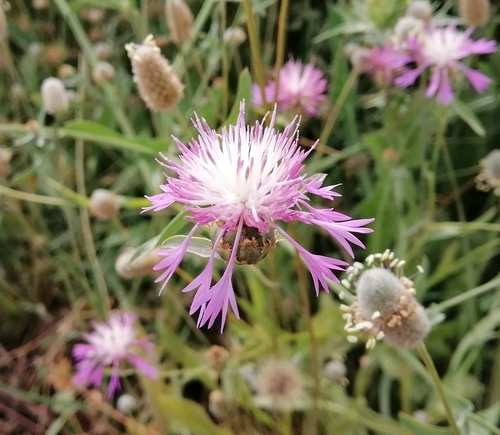 North African knapweed