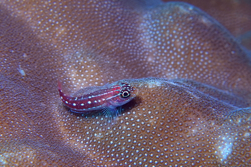 Maldives Triplefin — seen at this dive site