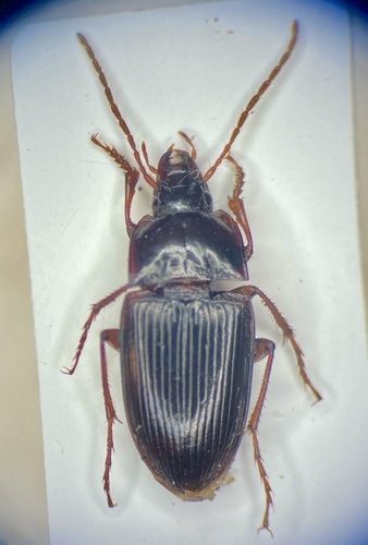 Orthomus gracilipes
