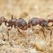 Myrmicine Ants - Photo (c) Philip Herbst, all rights reserved, uploaded by Philip Herbst