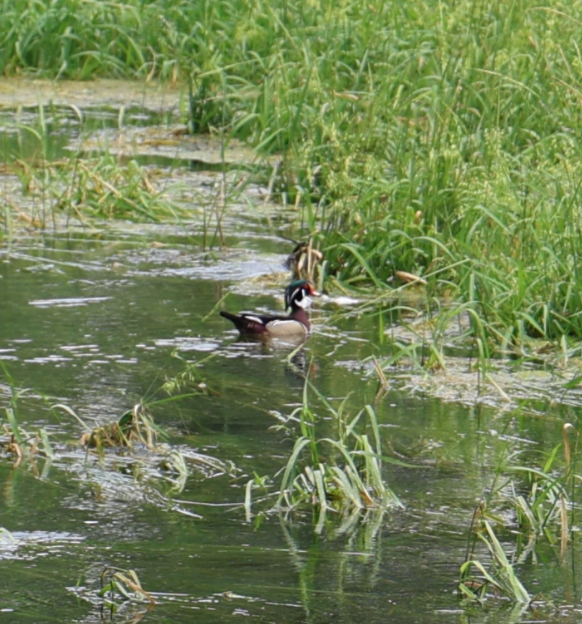 Wood Duck from S CM Allen Pkwy, San Marcos, TX, US on April 30, 2024 at ...