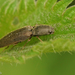 Common Brown Click Beetle - Photo (c) Henk Wallays, all rights reserved, uploaded by Henk Wallays