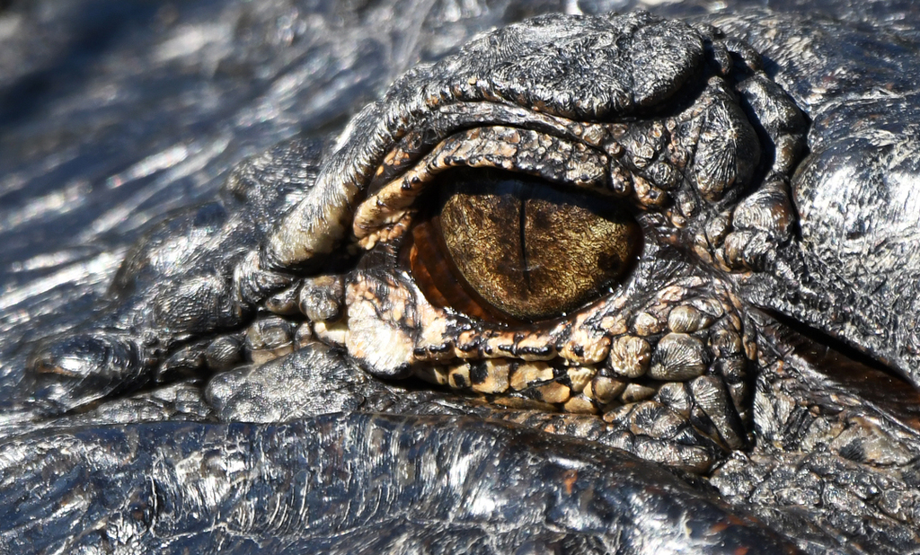 Alligator Eye