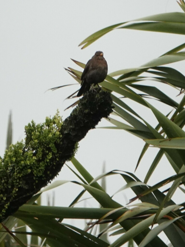 Eurasian Blackbird from Buller District, West Coast, New Zealand on ...