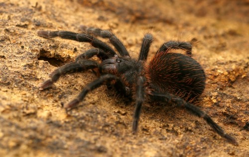 Aguapanela arvi Perafán, Cifuentes & Estrada, 2015