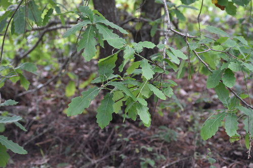 Quercus estremadurensis