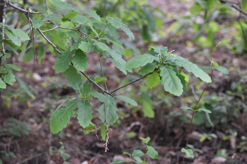 Quercus estremadurensis