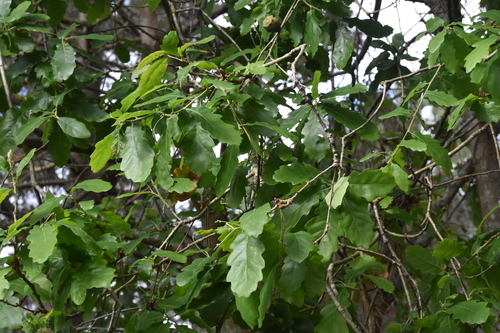 Quercus estremadurensis