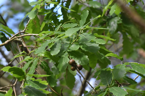 Quercus estremadurensis