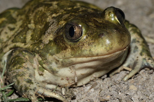 Syrian Spadefoot