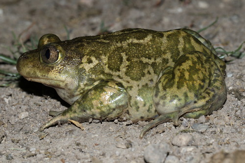 Syrian Spadefoot