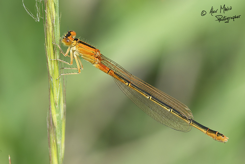 Scarce Blue-tailed Damselfly