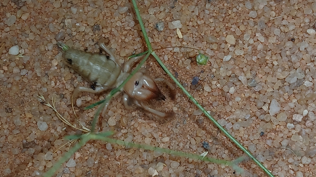 Rhagodidae in May 2024 by Paulo Alves · iNaturalist