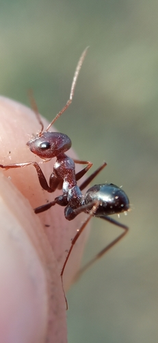 白色箭蚁Cataglyphis albicans