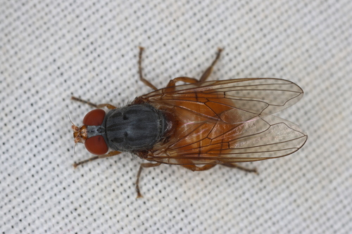 Brachyopa silviae