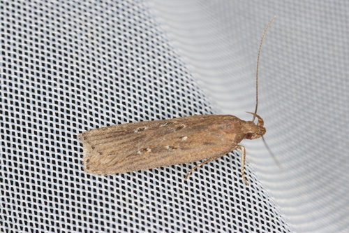 Helcystogramma triannulella (Herrich-Schäffer, 1854)
