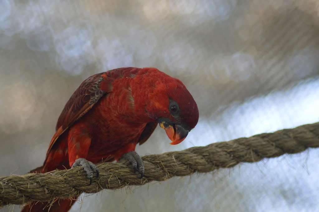 Cardinal Lory photo