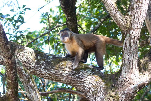 Macaco-prego - IMG_0240, Macaco-prego (Sapajus libidinosus)…