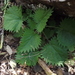 Mountain Nettle - Photo (c) Aaron Balam, all rights reserved, uploaded by Aaron Balam