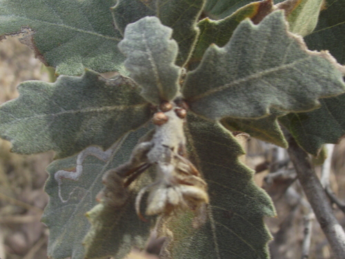 Chihuahuan oak