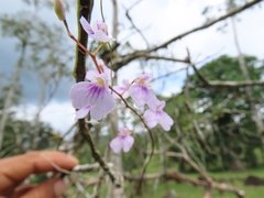 Ionopsis utricularioides image