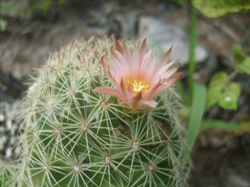 Cob Corycactus