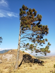 Image of Pinus caribaea