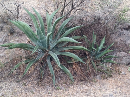 Giant Century Plant