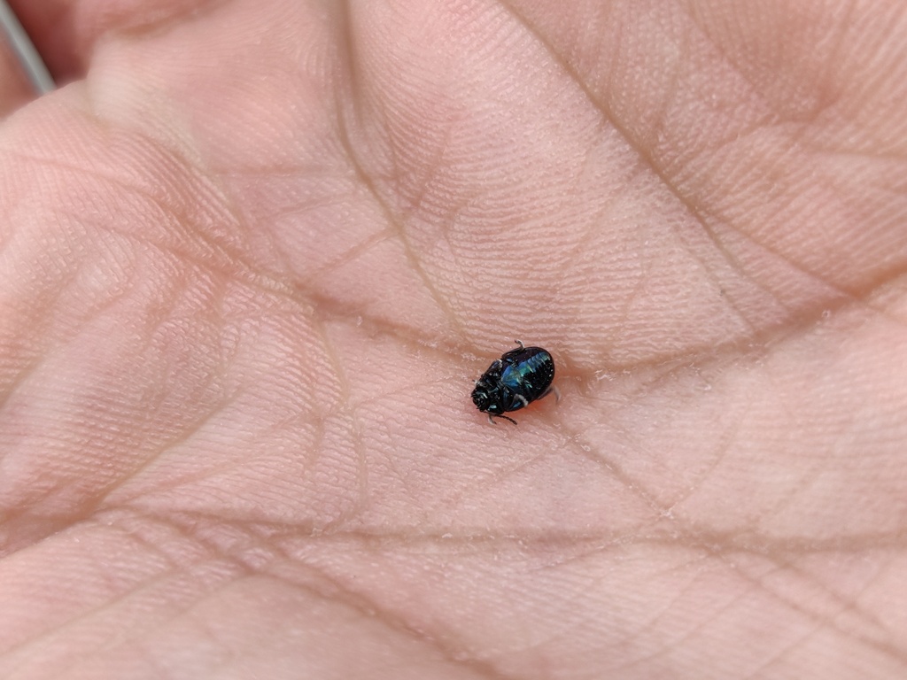 Chrysomelinae desde Jiquipilco, Méx., México el 14 de julio de 2023 a ...