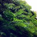 Polypody Ferns - Photo (c) Marco Piga, all rights reserved, uploaded by Marco Piga