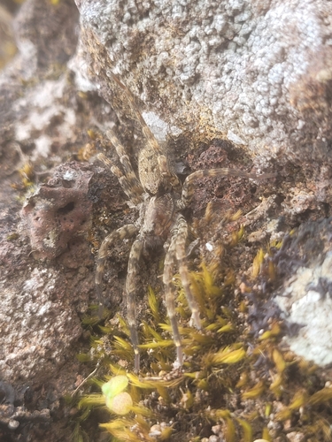 Hogna blackwalli
