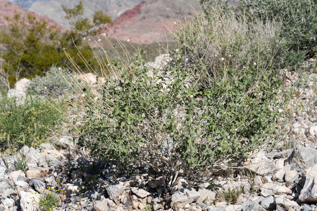 Virgin River Brittlebush from Red Rock Canyon National Conservation