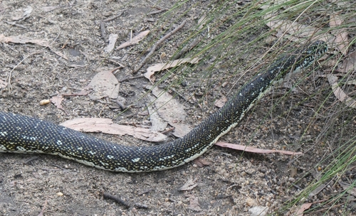 Diamond Python sighting