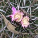Echinofossulocactus anfractuosus - Photo (c) jrosas, כל הזכויות שמורות, הועלה על ידי jrosas