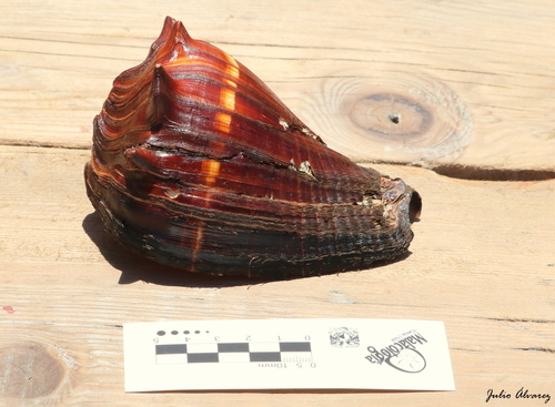 Pacific Crown Conch