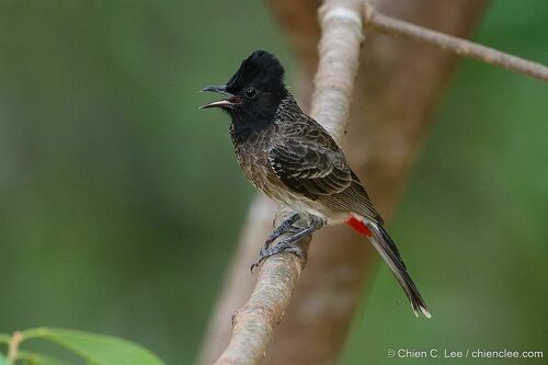 Red-vented Bulbul in the wild — India wildlife