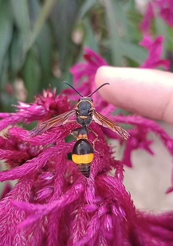 Oreumenes decoratus