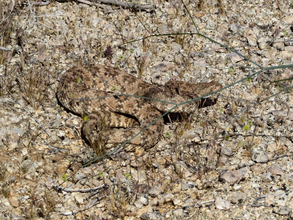 Southwestern Speckled Rattlesnake from Fortynine Palms Oasis Trail ...