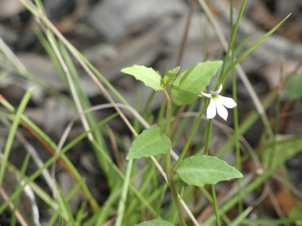 White Root from Brisbane QLD, Australia on May 2, 2024 at 10:34 AM by ...
