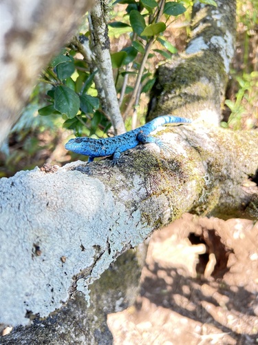 Socorro Island Tree Lizard