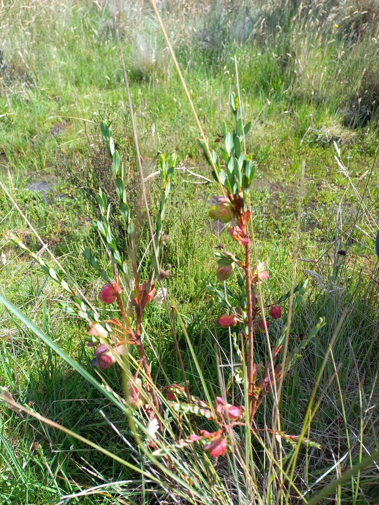 Pimelea bracteata from Gooandra NSW 2629, Australia on February 2, 2022 ...