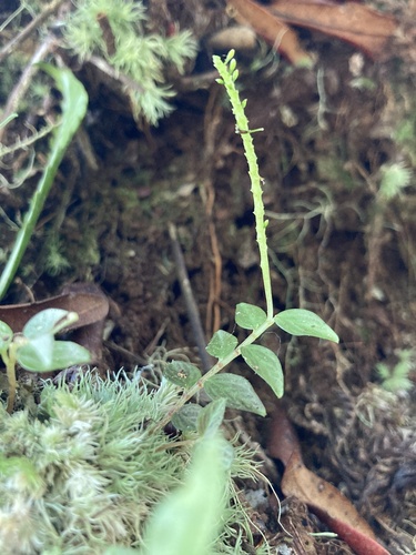 Peperomia tenella