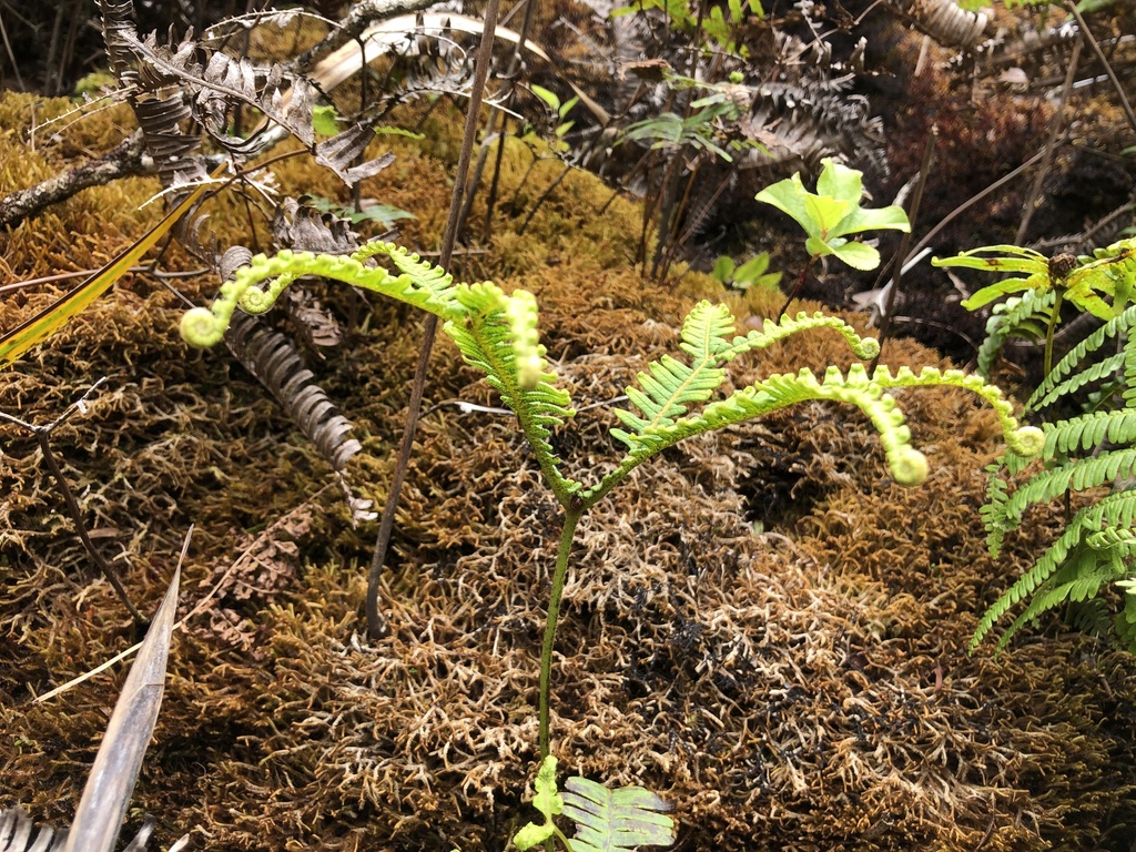 uluhe in April 2024 by Adrian Burke · iNaturalist