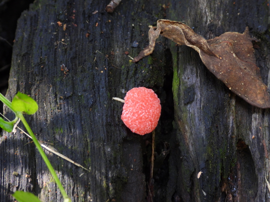 Red Raspberry Slime Mold From Mogo NSW 2536 Australia On April 21 red-raspberry-slime-mold-from-mogo-nsw-2536-australia-on-april-21