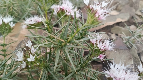 Acanthophyllum squarrosum