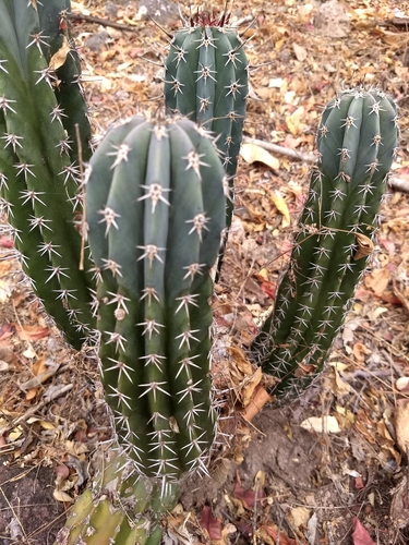 Indian Comb